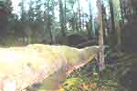 Bild p� v�g